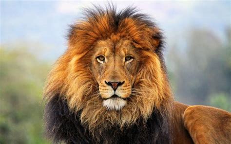 獅子的頭